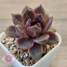 Load image into Gallery viewer, Echeveria 'Black Mamba'