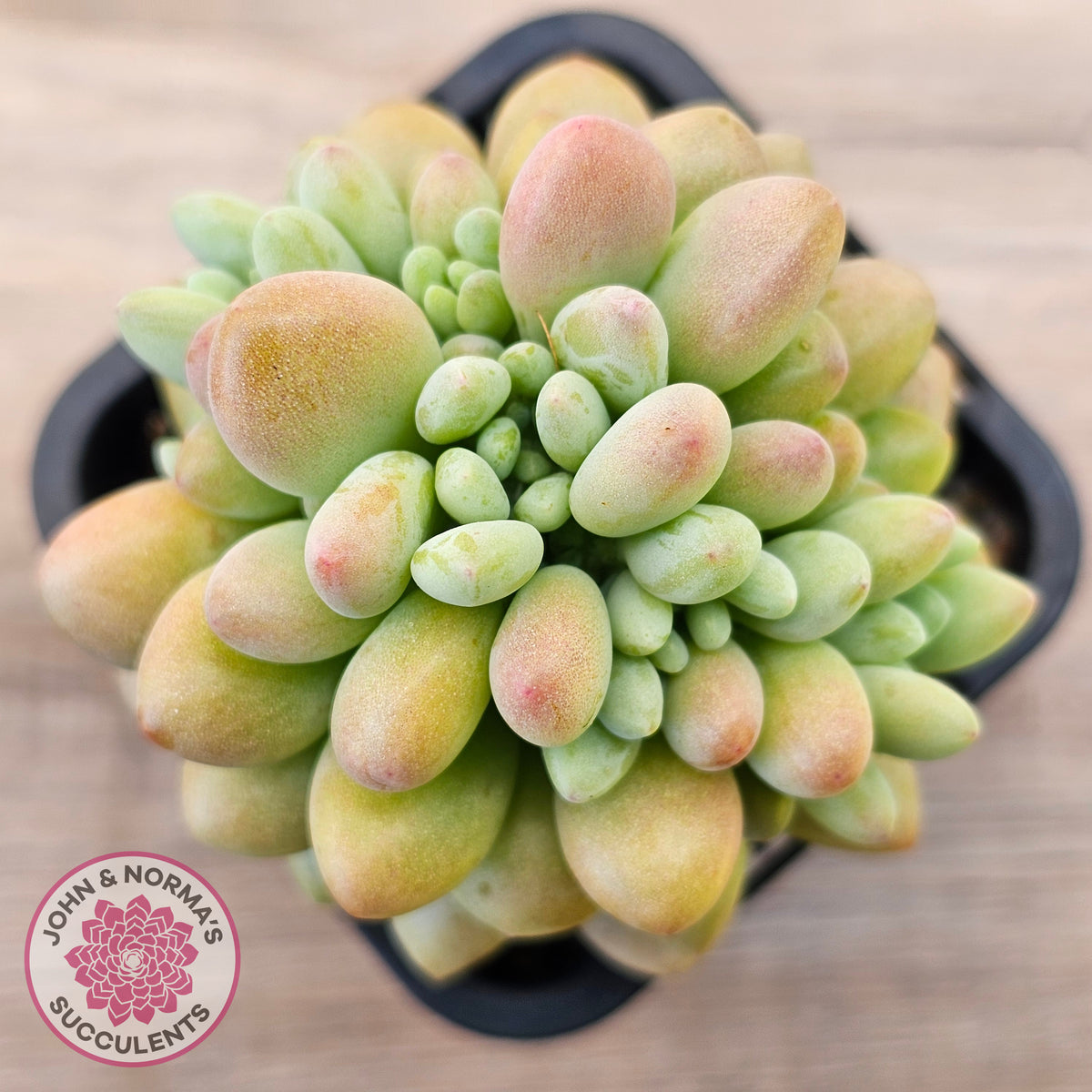 Echeveria 'Caviar'