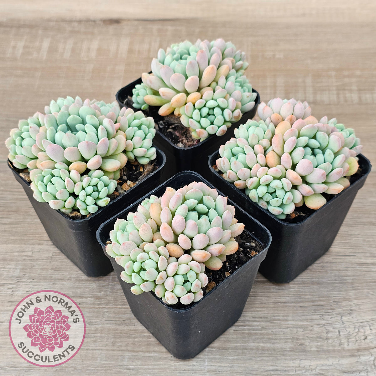 Echeveria 'Cute Bean' clumps