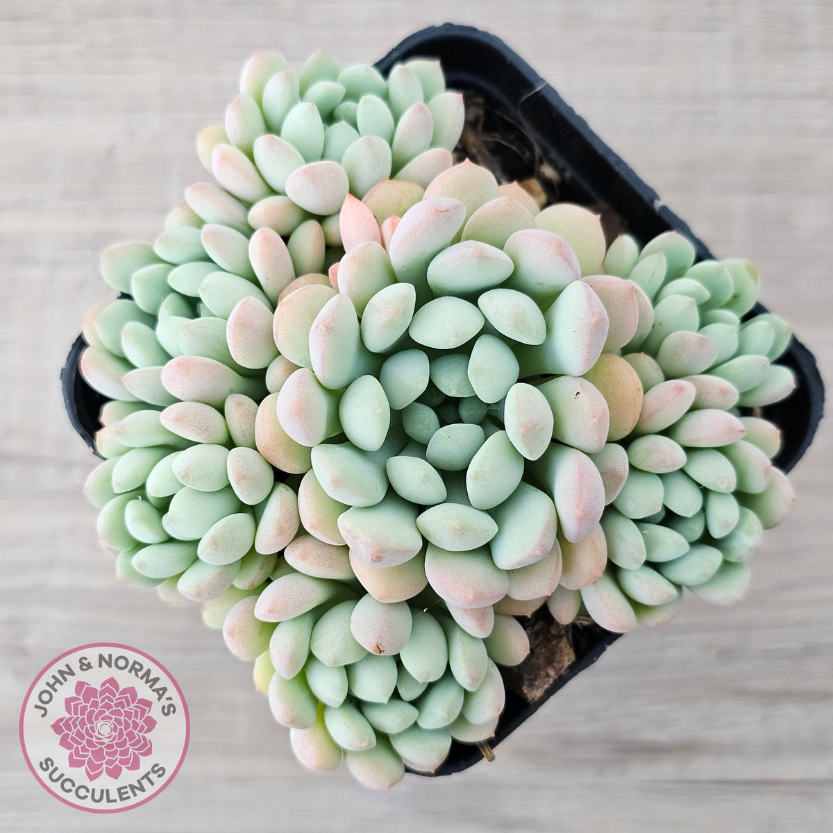 Echeveria 'Cute Bean' clumps