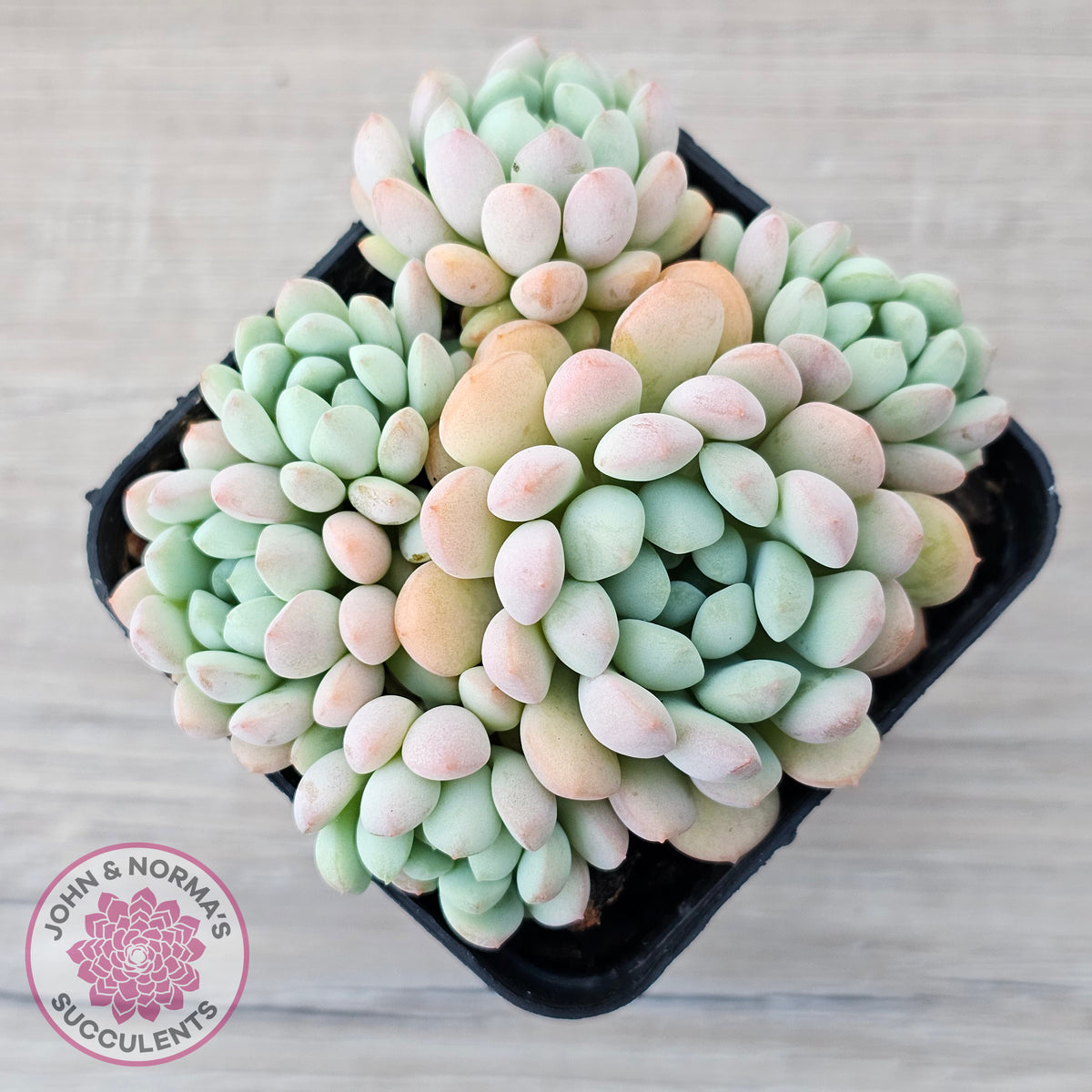 Echeveria 'Cute Bean' clumps