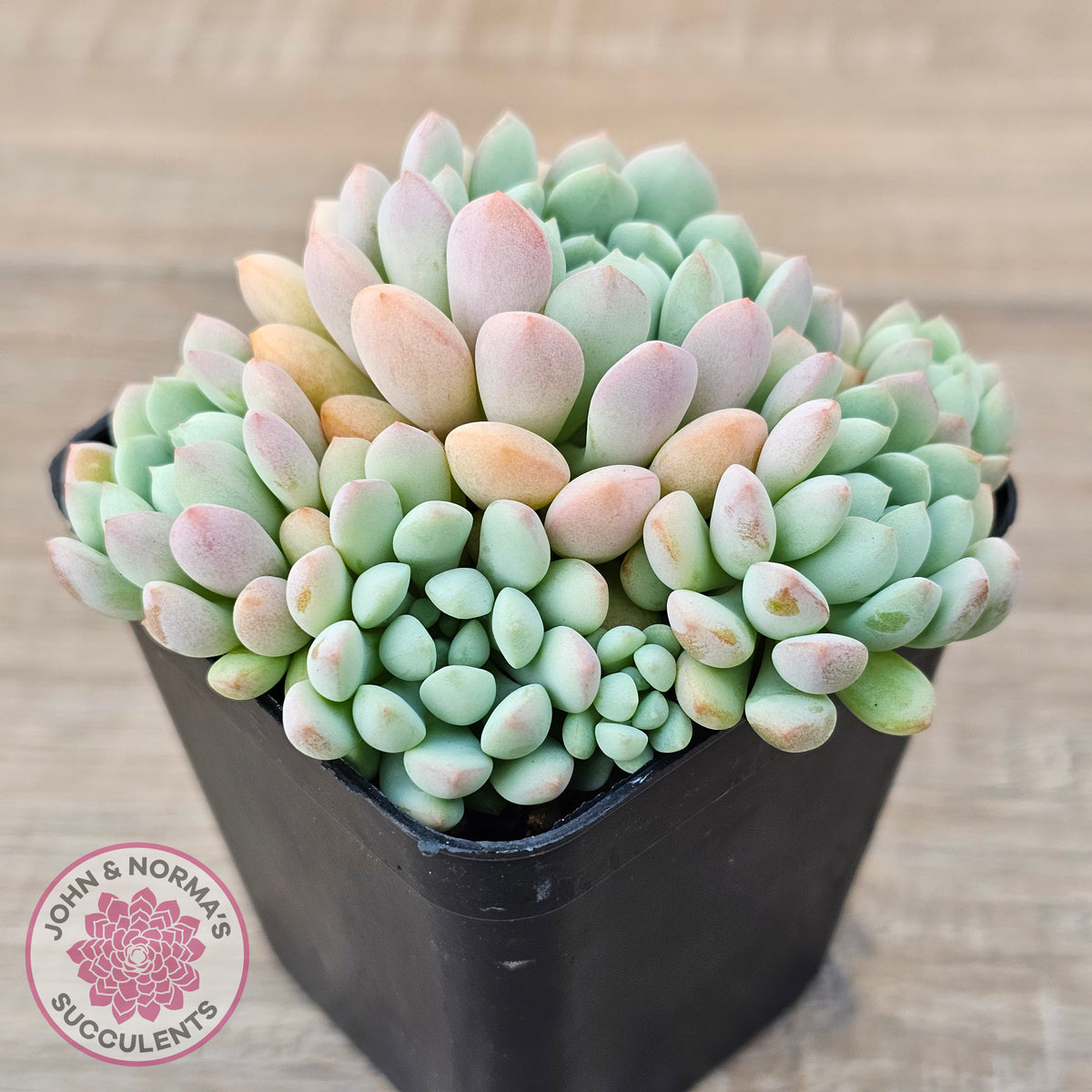Echeveria 'Cute Bean' clumps