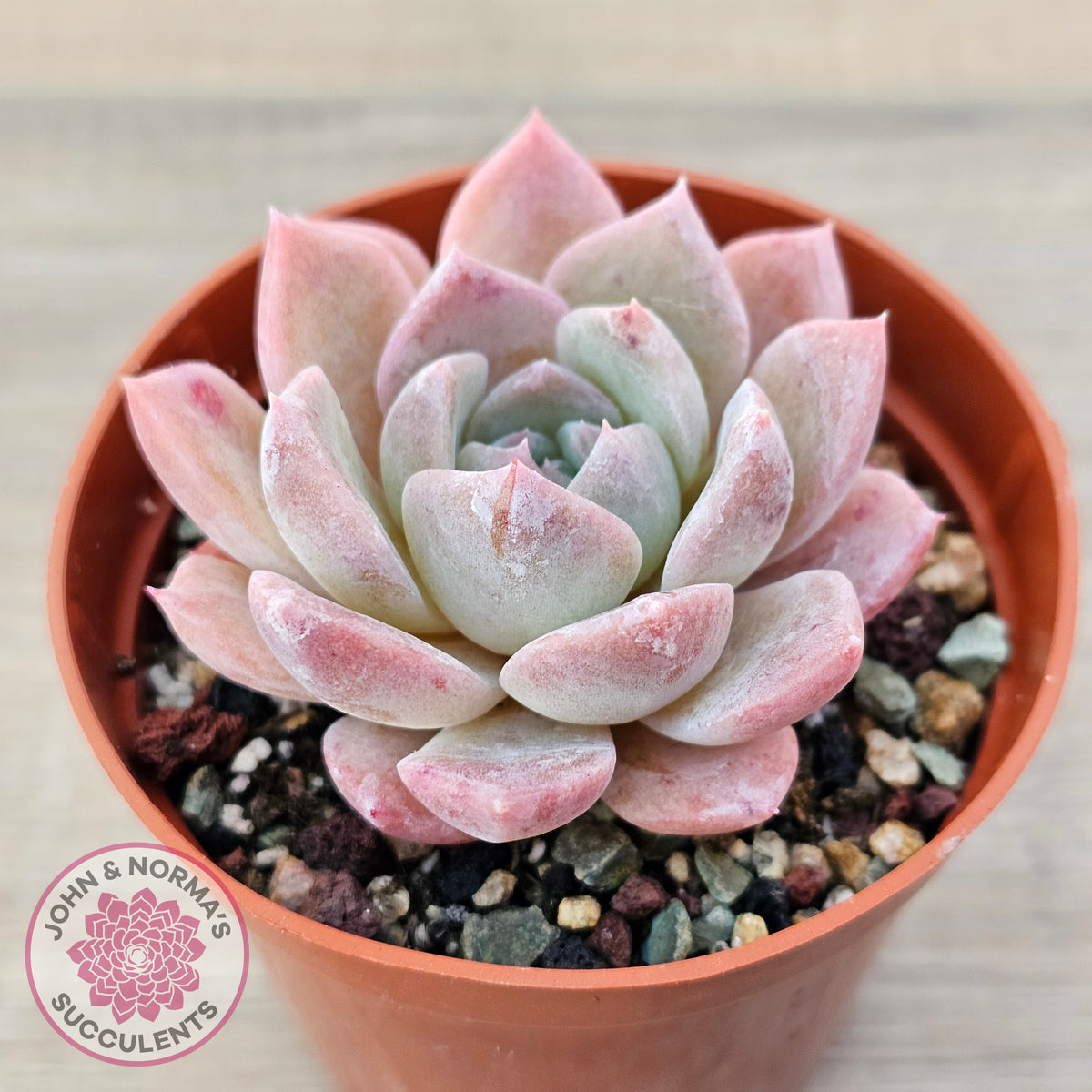 Echeveria 'Eros'