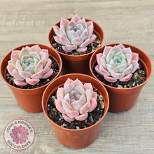 Load image into Gallery viewer, Echeveria 'Eros'