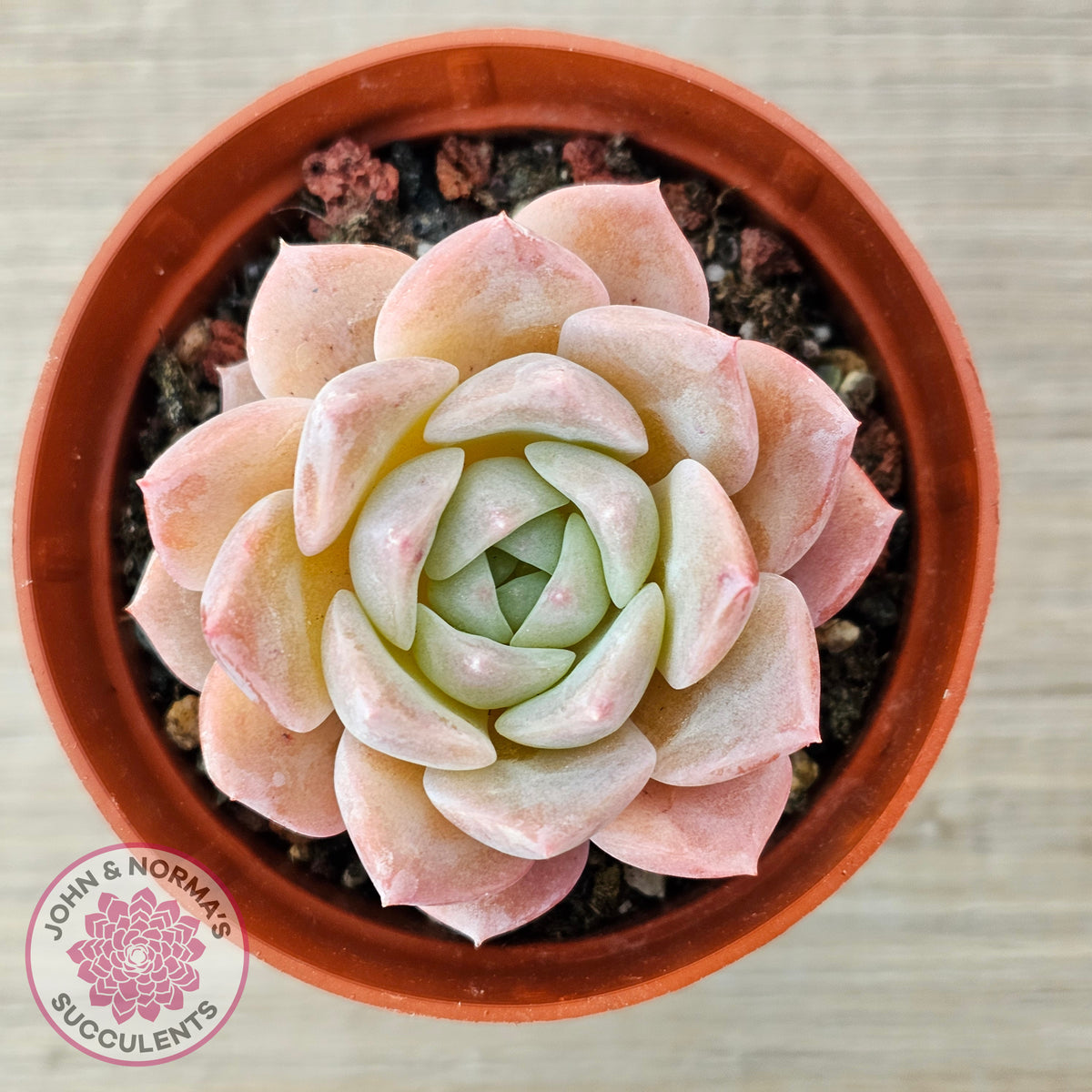 Echeveria 'Eros'