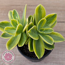 Load image into Gallery viewer, Echeveria 'Golden Glow' Variegata