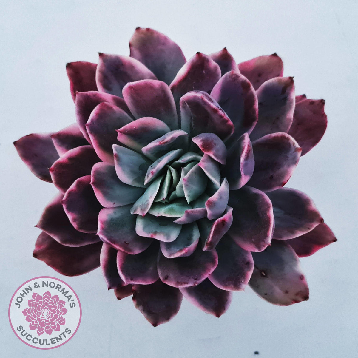 Echeveria 'Luella' Variegated