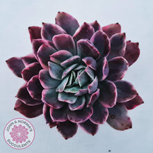 Load image into Gallery viewer, Echeveria 'Luella' Variegated display image, showing beautifully stressed shades of red, pink, blue and cream