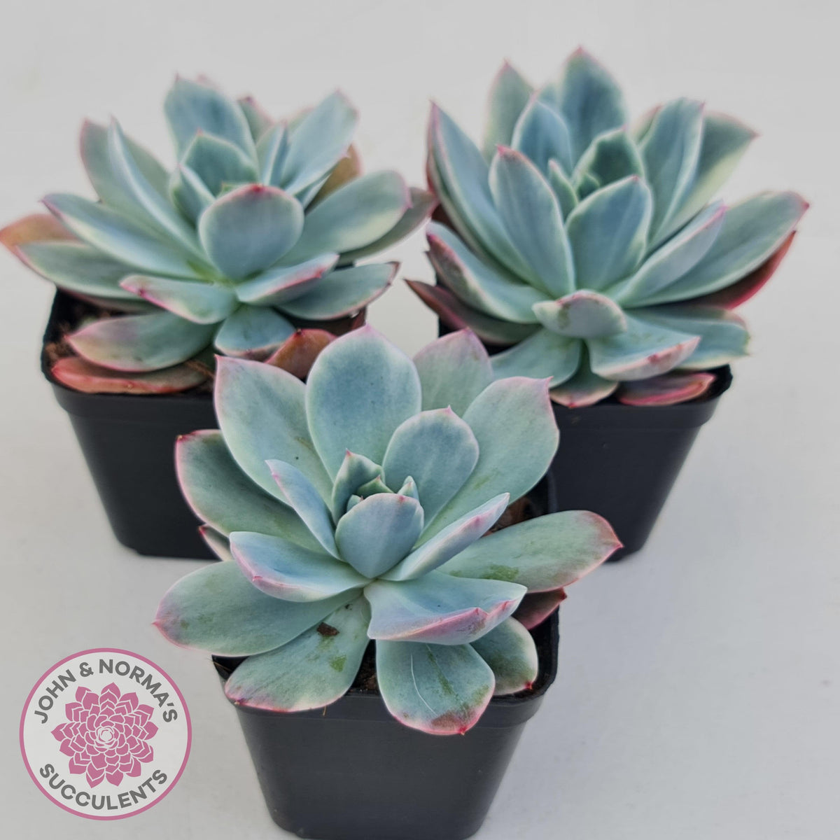 Echeveria 'Luella' Variegated