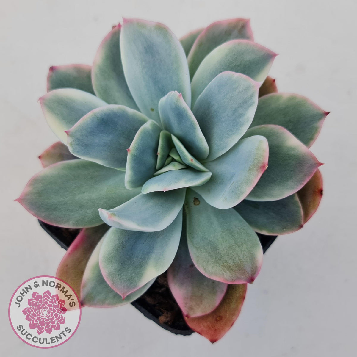Echeveria 'Luella' Variegated