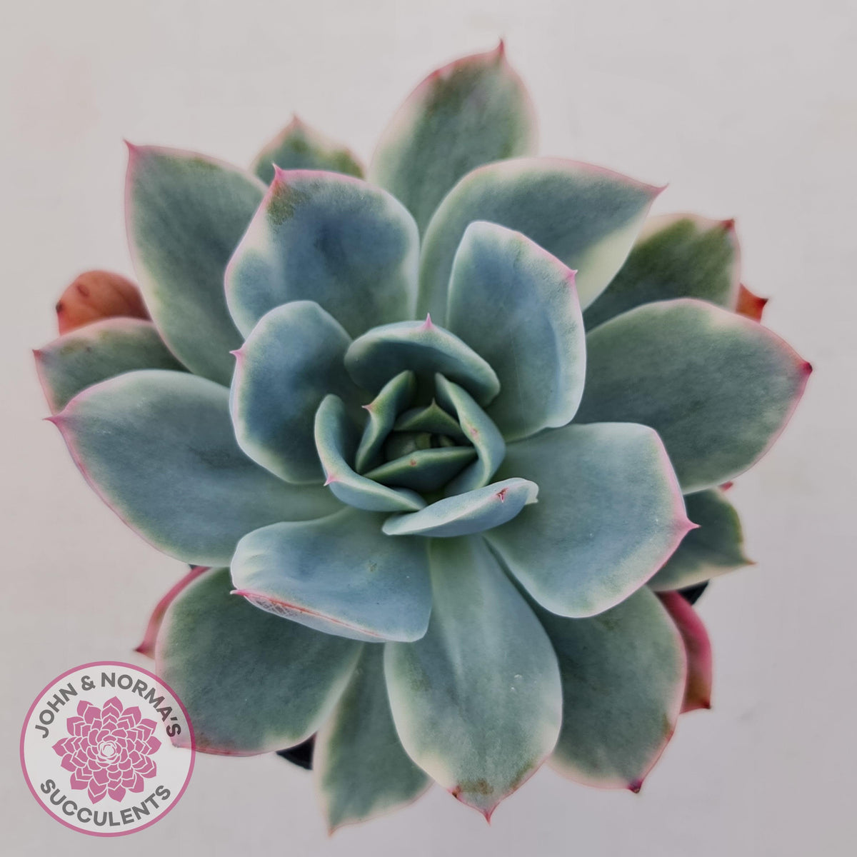 Echeveria 'Luella' Variegated
