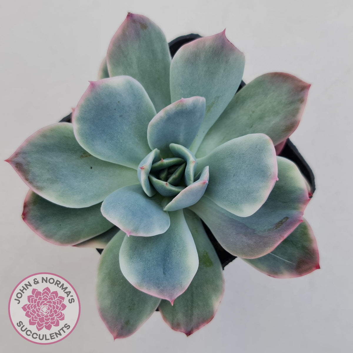 Echeveria 'Luella' Variegated
