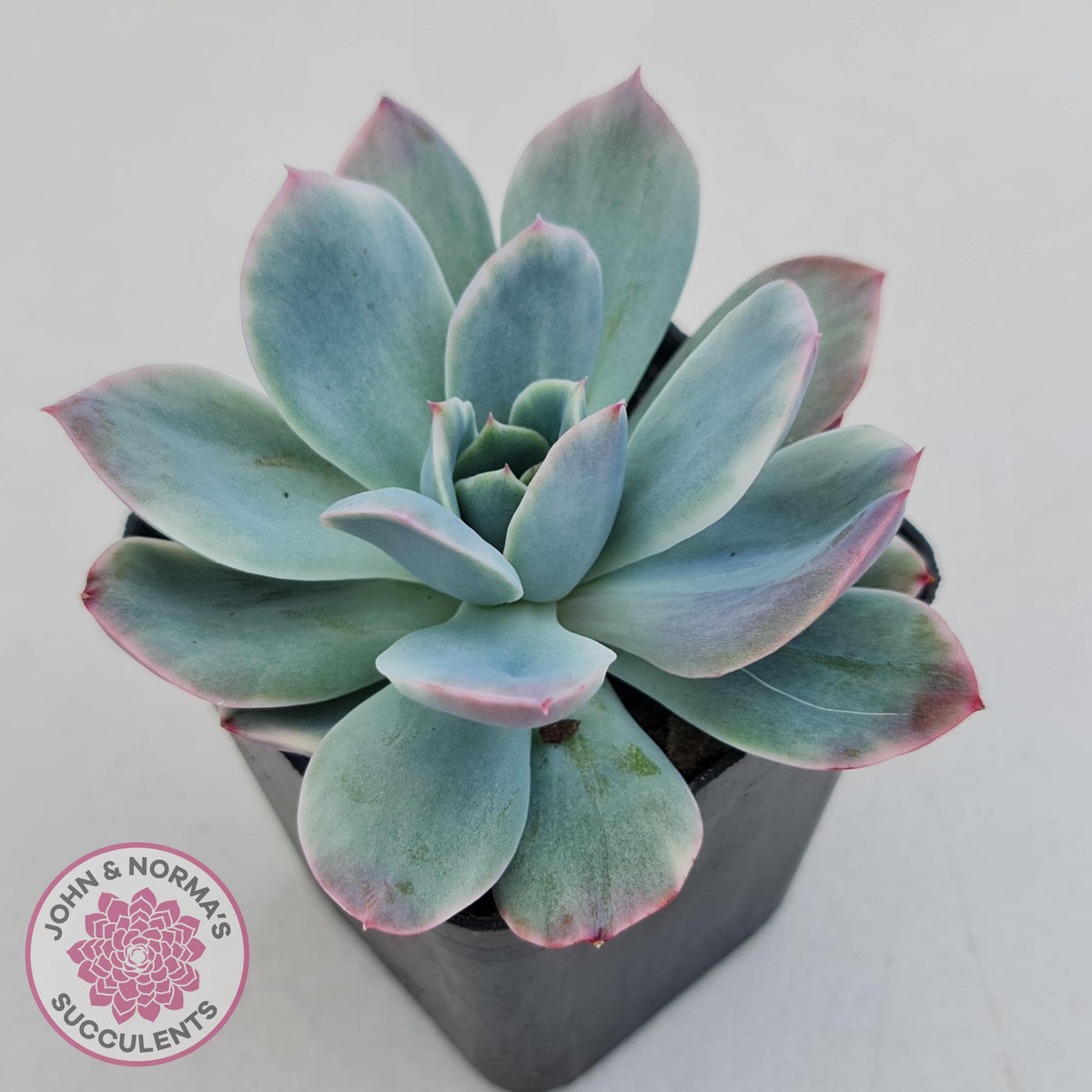 Echeveria 'Luella' Variegated
