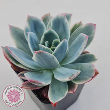 Load image into Gallery viewer, Echeveria 'Luella' Variegated - John & Norma's Succulents Australia