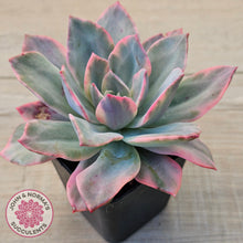 Load image into Gallery viewer, Echeveria 'Pink Heron' Variegata (same Plant)