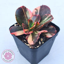 Load image into Gallery viewer, Echeveria 'Primadonna' Variegated - John & Norma's Succulents Australia