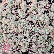 Load image into Gallery viewer, Echeveria prolifica Cuttings x 5