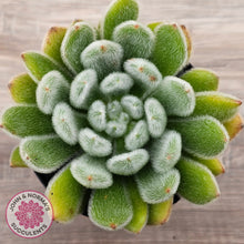 Load image into Gallery viewer, Echeveria setosa (Mexican Firecracker)
