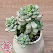 Load image into Gallery viewer, Echeveria Tango Silk Variegata - Cutting x 3