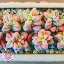 Load image into Gallery viewer, Crassula deltoidea variegata