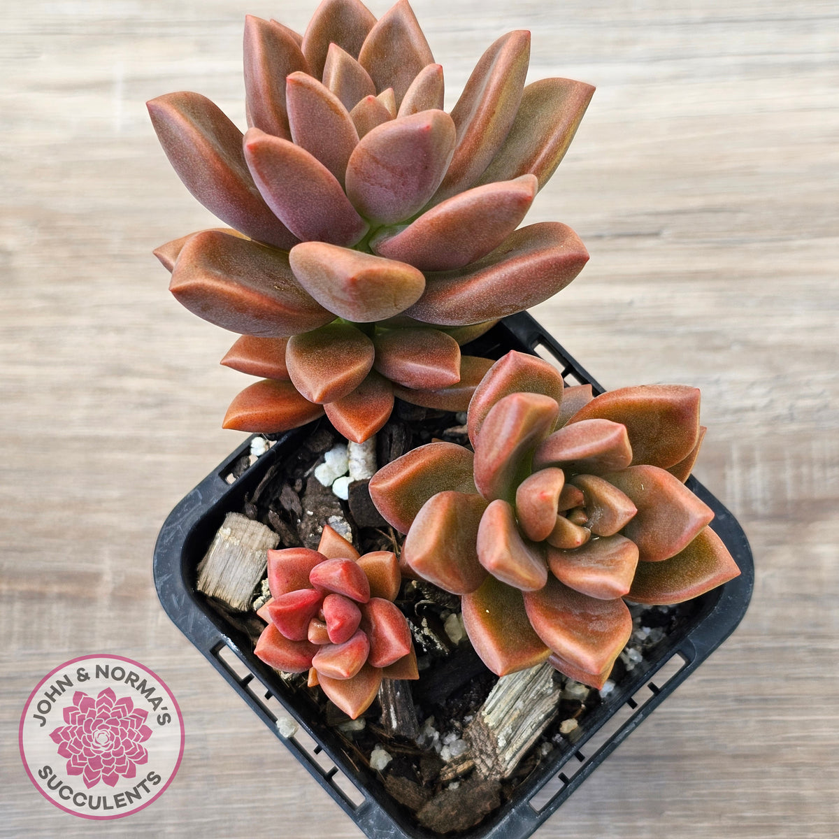 Graptosedum 'Bronze' Long Leaf form