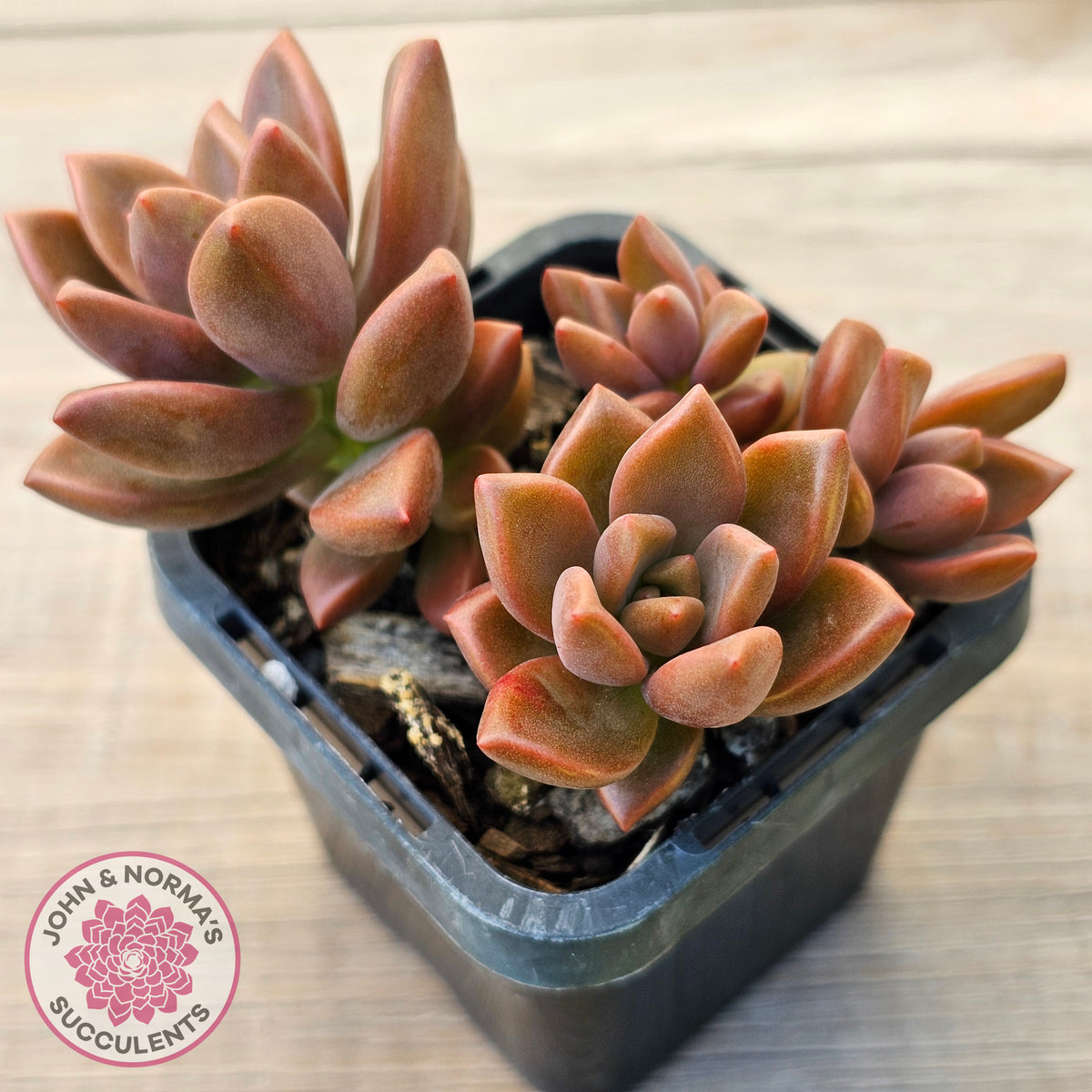 Graptosedum 'Bronze' Long Leaf form