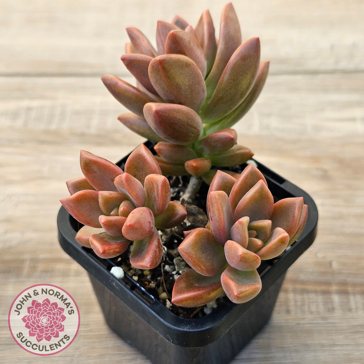 Graptosedum 'Bronze' Long Leaf form