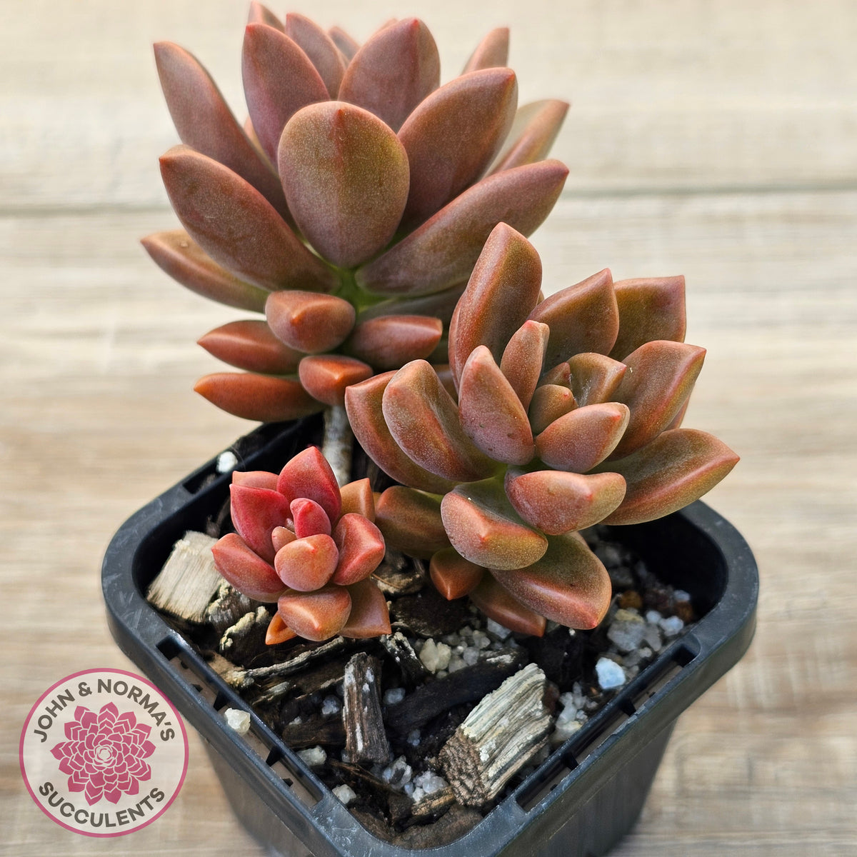Graptosedum 'Bronze' Long Leaf form