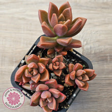 Load image into Gallery viewer, Graptosedum 'Bronze' Long Leaf form