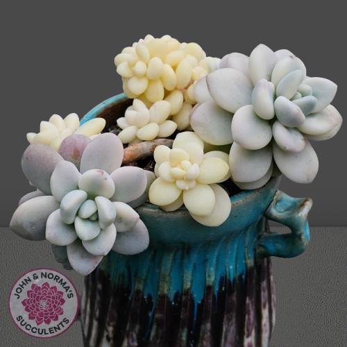 Graptosedum miul Variegata