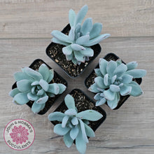 Load image into Gallery viewer, Pachyveria Exotica 'Powder Puff'