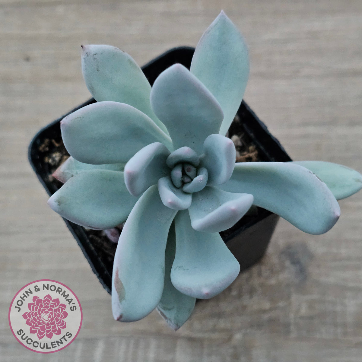 Pachyveria Exotica 'Powder Puff'