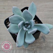 Load image into Gallery viewer, Pachyveria Exotica 'Powder Puff'