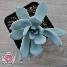 Load image into Gallery viewer, Pachyveria Exotica 'Powder Puff'
