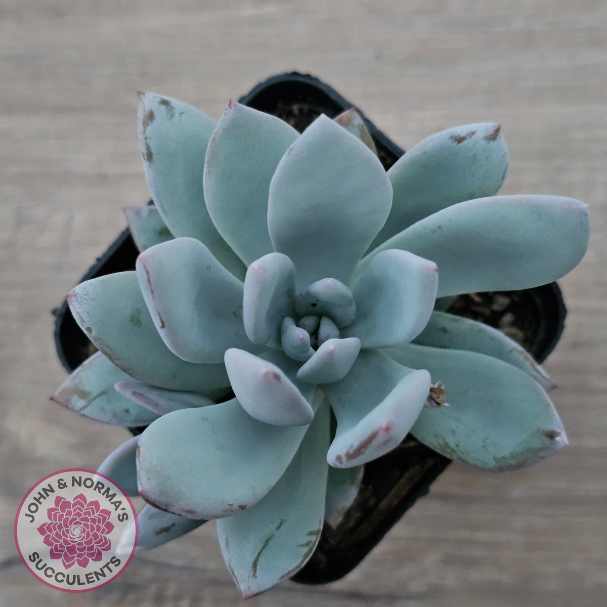 Pachyveria Exotica 'Powder Puff'