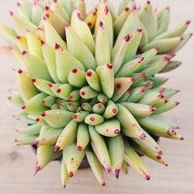 Load image into Gallery viewer, Echeveria agavoides corderoyi crest