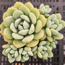 Load image into Gallery viewer, Sedeveria 'Pudgy'