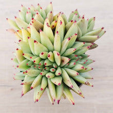 Load image into Gallery viewer, Echeveria agavoides corderoyi crest