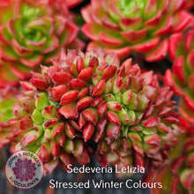 Load image into Gallery viewer, Sedeveria Letizia Crest
