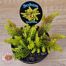 Load image into Gallery viewer, Sedum 'Angelina'