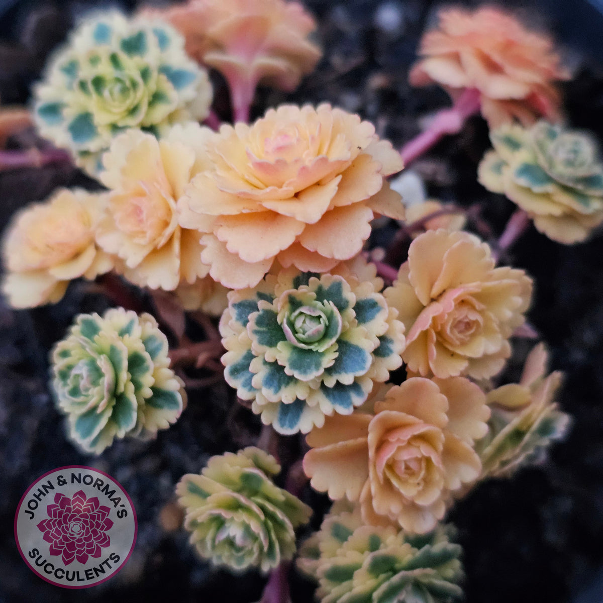 Sedum takesimense 'Atlantis'™
