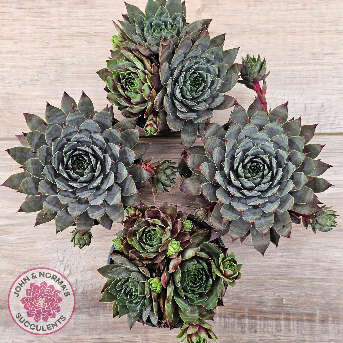 Sempervivum 'Reward'