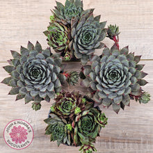 Load image into Gallery viewer, Sempervivum 'Reward'