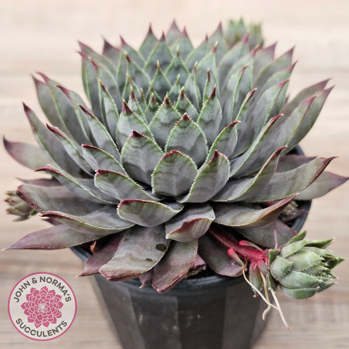 Sempervivum 'Reward'