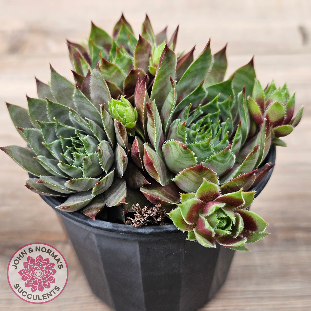 Sempervivum 'Reward'