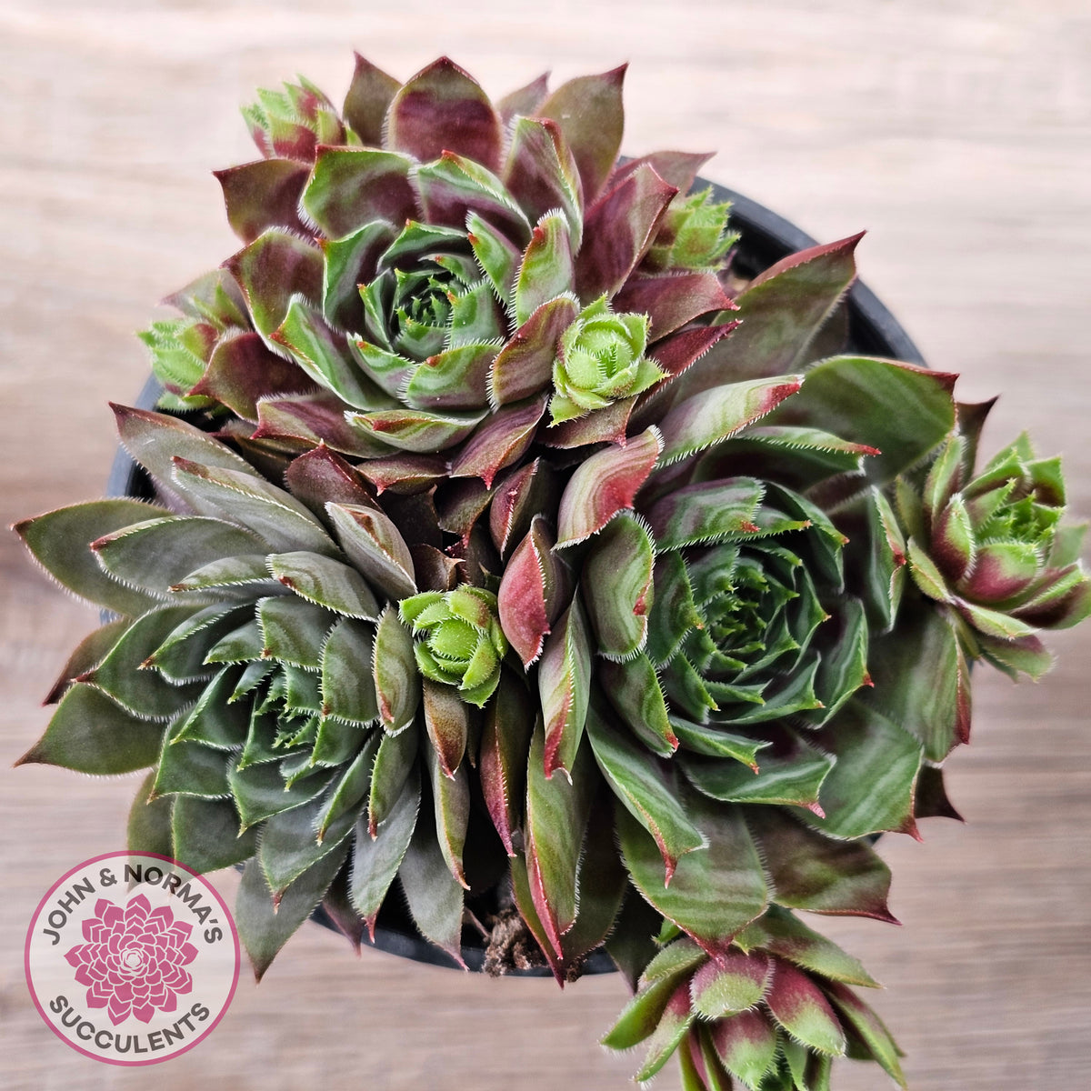 Sempervivum 'Reward'
