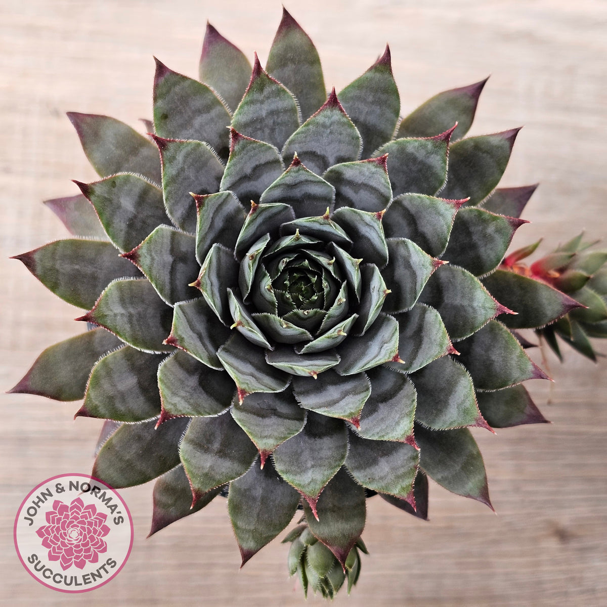 Sempervivum 'Reward'