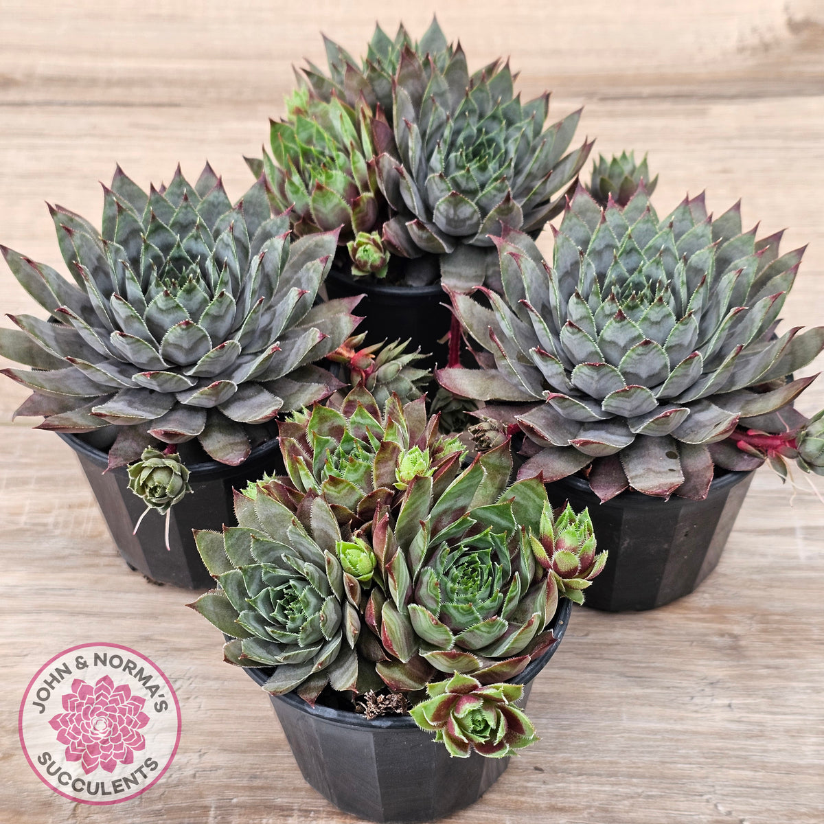 Sempervivum 'Reward'