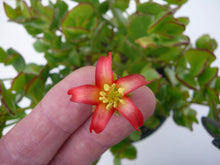 Load image into Gallery viewer, Cotyledon Woodii - Cutting - John & Norma's Succulents