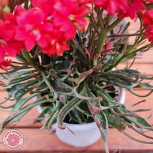 Load image into Gallery viewer, Kalanchoe Tarantula - John & Norma's Succulents